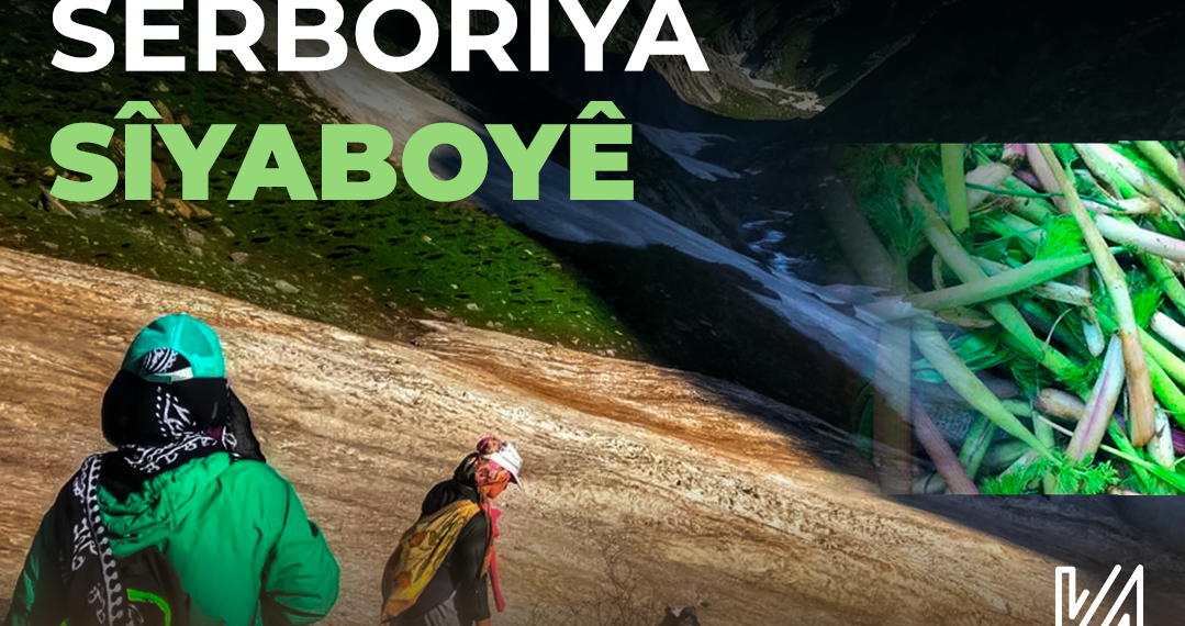 Serborîya Sîyaboyê