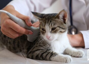 Nexweşîyeke Pisîkan: FIP