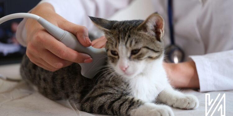 Nexweşîyeke Pisîkan: FIP