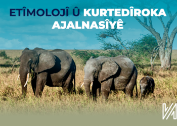 Etîmolojî û Kurtedîroka Ajalnasîyê
