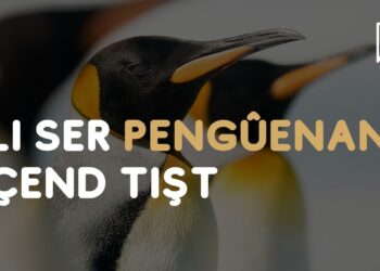 Li Ser Pengûenan Çend Tişt