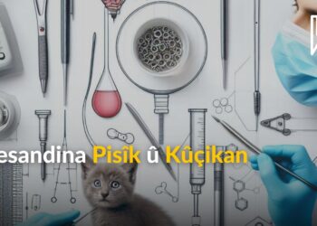 Xesandina Pisîk û Kûçikan