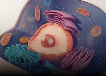 Hucreyên Çêkirî Hatine Çêkirin