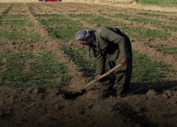 Pêşeroja Çandinîya Organîk li Herêmên Kurdan