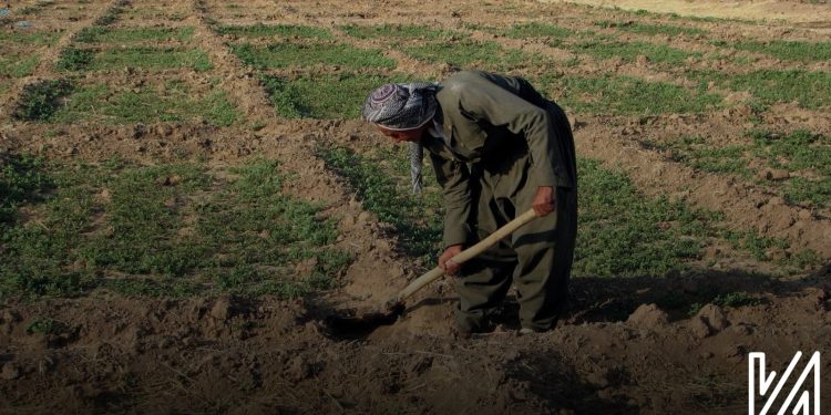 Pêşeroja Çandinîya Organîk li Herêmên Kurdan